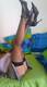 Gambe lunghe calze a rete
