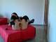 eva a gambe large